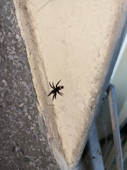 Latonigena auricomis