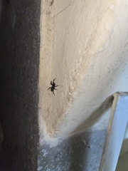 Latonigena auricomis