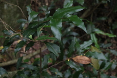 Meiogyne stenopetala