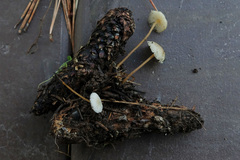 Strobilurus albipilatus