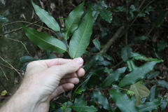 Meiogyne stenopetala