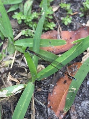 Nehalennia pallidula