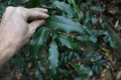 Meiogyne stenopetala