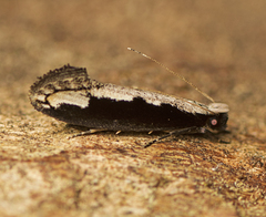 Erechthias diaphora