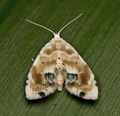 Holocryptis phasianura