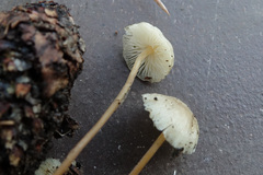 Strobilurus albipilatus