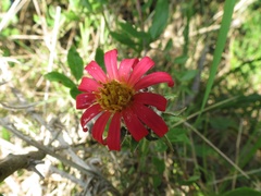 Mutisia coccinea