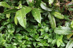 Corynocarpus rupestris arborescens