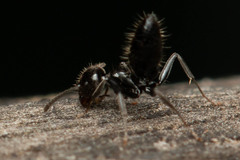 Technomyrmex sophiae