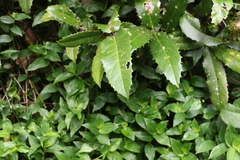 Corynocarpus rupestris arborescens