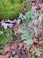 Pellaea atropurpurea