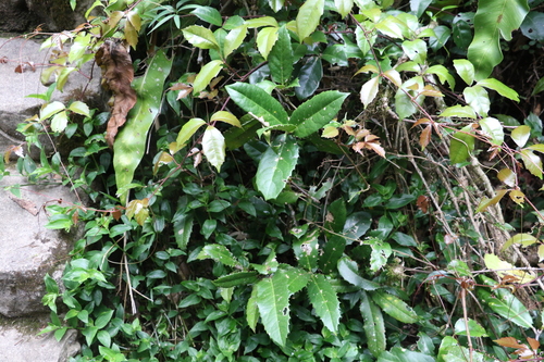 Image of Corynocarpus rupestris by (c) Greg Tasney, some rights reserved (CC BY-SA)