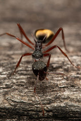 Dolichoderus extensispinus