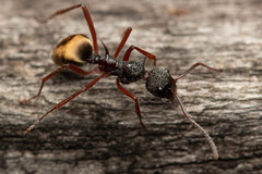 Dolichoderus extensispinus