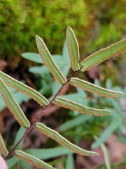 Pellaea atropurpurea