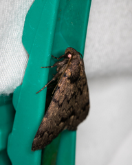 Mormoscopa phricozona