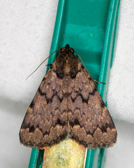 Mormoscopa phricozona