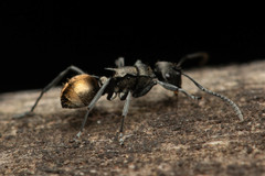Polyrhachis mjobergi