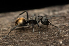 Polyrhachis mjobergi