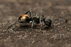 Polyrhachis mjobergi