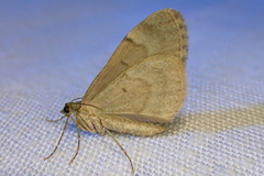 Thera obeliscata