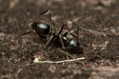 Leptomyrmex burwelli