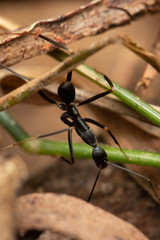 Leptomyrmex mjobergi