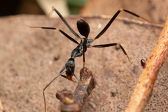 Leptomyrmex mjobergi