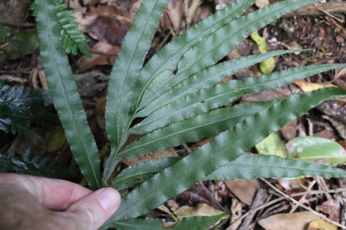Image of Pteris umbrosa by (c) Greg Tasney, some rights reserved (CC BY-SA)