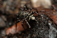 Disnyssus