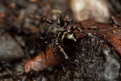 Disnyssus