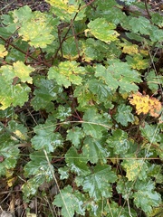 Acer granatense