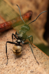 Polyrhachis mjobergi