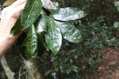 Heritiera trifoliolata