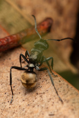Polyrhachis mjobergi
