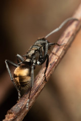 Polyrhachis mjobergi