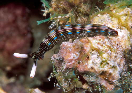 Photo of Bayer's thuridilla (Thuridilla bayeri)