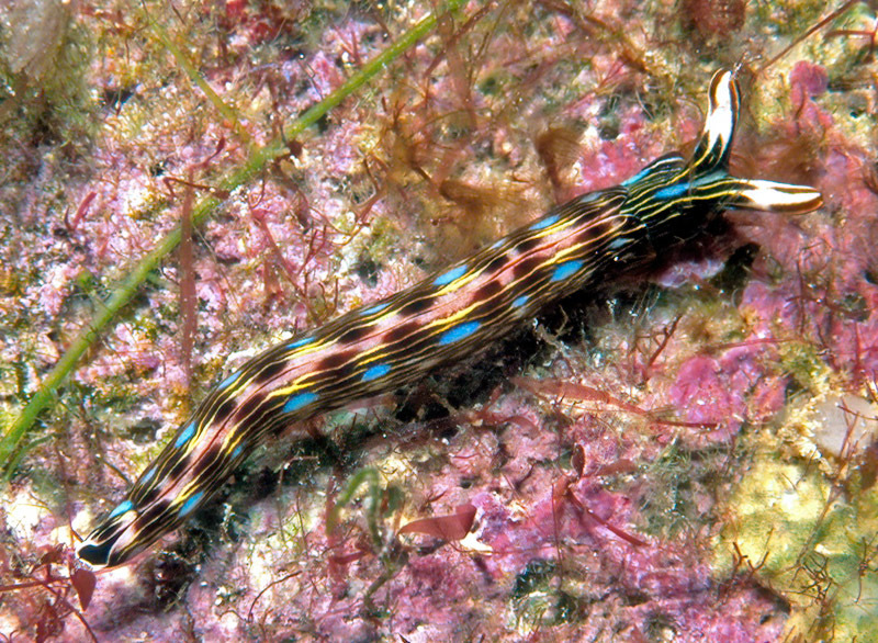 Thuridilla bayeri