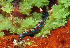 Thuridilla bayeri