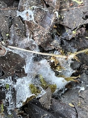 Sclerotinia sclerotiorum