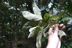 Heritiera trifoliolata