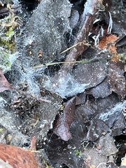 Sclerotinia sclerotiorum