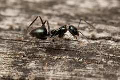 Leptomyrmex burwelli
