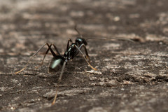 Leptomyrmex burwelli