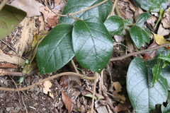 Parsonsia fulva