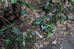 Parsonsia fulva
