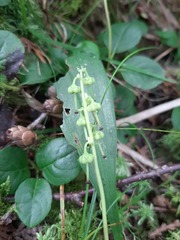 Orthilia secunda