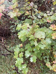 Acer granatense