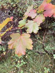 Acer granatense