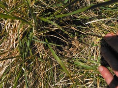 Alauda arvensis arvensis